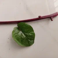 قلمه گل لوبیا سحرآمیز|گل و گیاه طبیعی|اصفهان, شهرک مهدیه|دیوار