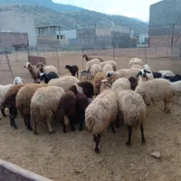 انواع گوسفند کشتاری|حیوانات مزرعه|خرم‌آباد, |دیوار