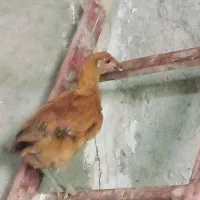 جوجه خروس لاری