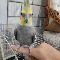 یه جفت عروس هلندی مولد