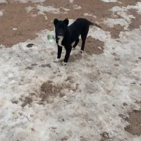 توله خراسانی|سگ|مانه, |دیوار