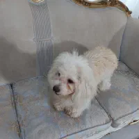 واگذاری آقا آرچی|سگ|رشت, احمد گوراب|دیوار