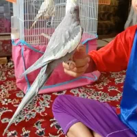 ی جفت عروس هلندی