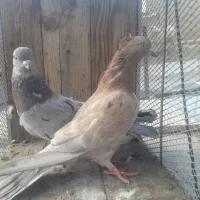 کبوتر کفتر سرور کلکسیونی و نامبروان