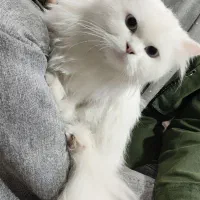 گربه پرشین سفید چشم آبی خوشگل