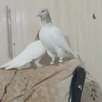 کفتر|پرنده|نصر آباد, |دیوار