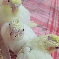 عروس هلندی|پرنده|دوگنبدان, |دیوار