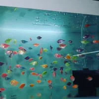 انواع ماهی و آکواریوم پمپ ابنما