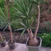 فروش گل یوکا به تعدادزیاد ریشه پرس و چند عدد زمینی|گل و گیاه طبیعی|بهنمیر, |دیوار