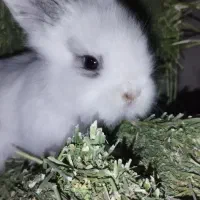 بچه خرگوش|موش و خرگوش|پاوه, |دیوار