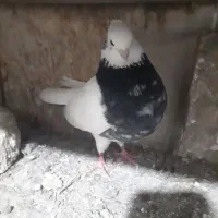 طوقی هفت رنگ نر درشت