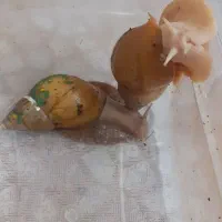 حلزون آچیتینا  ۲عدد