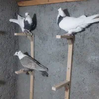 تابلو فرش نقش ک ب و ت ر