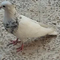 کبوتر|پرنده|اهواز, بهارستان|دیوار