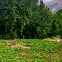 زمین-220متری-بر-شبکه-دوکله