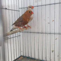 جفت فول اورنج