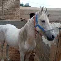 اسب نریان