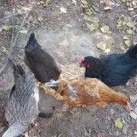 مرغ محلی تخمگذار|حیوانات مزرعه|خسروشاه, |دیوار