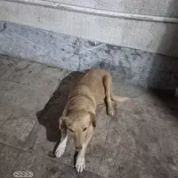 سگ پیدا شده|حیوانات|تهران, یاخجی آباد|دیوار