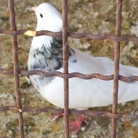 طوقی ودوکت، نراراکی،سرور، نوک ریز سینه ای|پرنده|اردکان, |دیوار