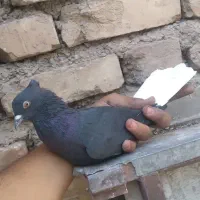 دوتا نر پریده شکار پلنگ و دم سفید