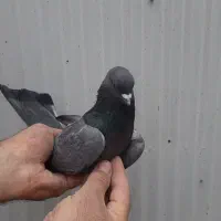 کبوتر  خطی پرشی تضمینی