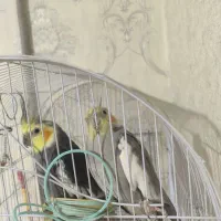 عروس هلندی|پرنده|پاکدشت, پاکدشت (مامازند)|دیوار