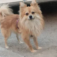 پامرانیا نژاد روباه اصلی|سگ|بیرجند, |دیوار