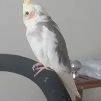 عروس هلندی گمشده مژدگانی ۱۵ میلیون  برای یابنده|پرنده|تهران, مهران|دیوار