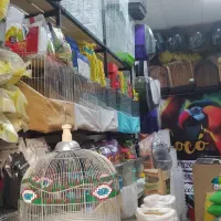 پرنده  سگ، گربه، خرگوش|پرنده|لاهیجان, کوی زمانی|دیوار