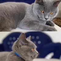 واگذاری گربه (پسر)اسکاتیش ۹ماهه