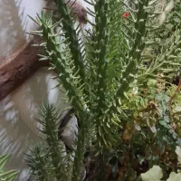 گل کاکتوس سرحال و مقاوم