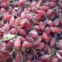 زرشک پفکی امسالی بادکش