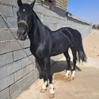 فروش نریان کره پوریا قاسمیان|اسب و تجهیزات اسبسواری|رامشه, |دیوار