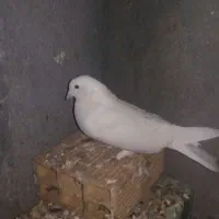 نرسفید پور|پرنده|فولادشهر, فولادشهر|دیوار