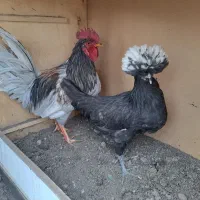 مرغ وخروس محلی|حیوانات مزرعه|تهران, جوادیه|دیوار