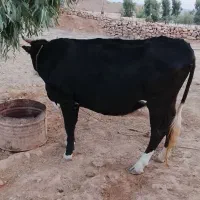 یک گاو