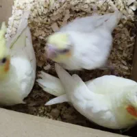 طوطی عروس هلندی|پرنده|بم, |دیوار