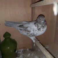 کبوتر قاره نر و ماده گرگی|پرنده|رودهن, |دیوار
