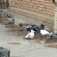 یک لونه کبوتر