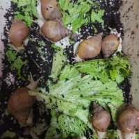 حلزون آچاتینا|خزنده|مشهد, بهمن|دیوار