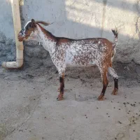 بزها سالم وسرحال|حیوانات مزرعه|میناب, |دیوار