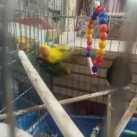 طوطی برزیلی جفت