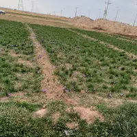 زعفران درجه یک و اصل مشهد|خوردنی و آشامیدنی|تهران, قیام‌دشت|دیوار
