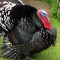 بوقلمون نروماده