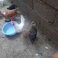 مرغ خروس