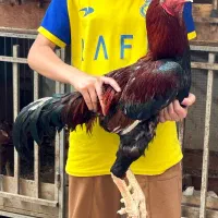 جوجه لاری اصیل|حیوانات مزرعه|بندر گز, |دیوار