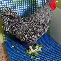 مرغ خروس آمروک اصل )رنگ کوکو (گل با قالی )|حیوانات مزرعه|قم, شهرک امام حسن|دیوار
