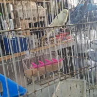 مرغ عشق