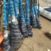 پخش نهال گردو لارا شناسه دار|خدمات باغبانی و درختکاری|شهر بابک, |دیوار